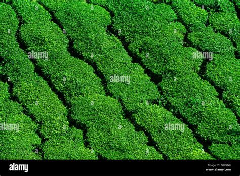 Beautiful fresh green tea plantation in Munnar, Kerala, India Stock ...