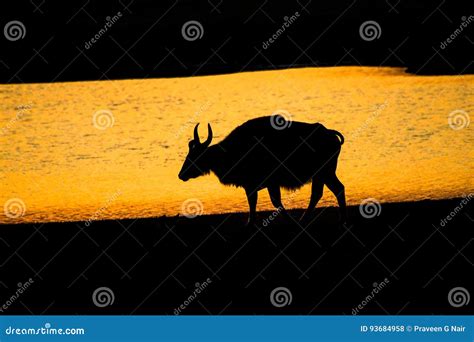 Silhouette of Bison, Sunset with Indian Bison, Gaur Stock Photo - Image ...