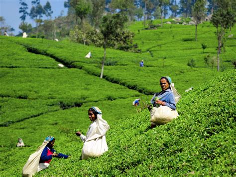 'Sudden' lockout in Assam tea garden; 500 workers in agitation