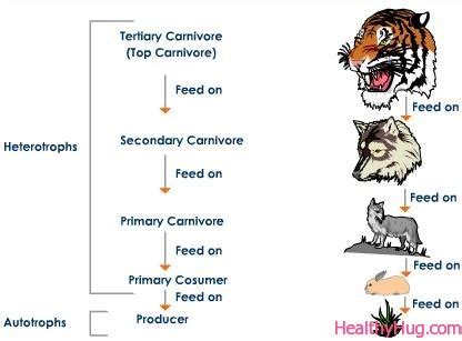 Siberian Tigers - Siberian Tiger's Home Page