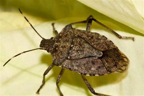 Managing brown marmorated stink bugs in homes - Gardening in Michigan