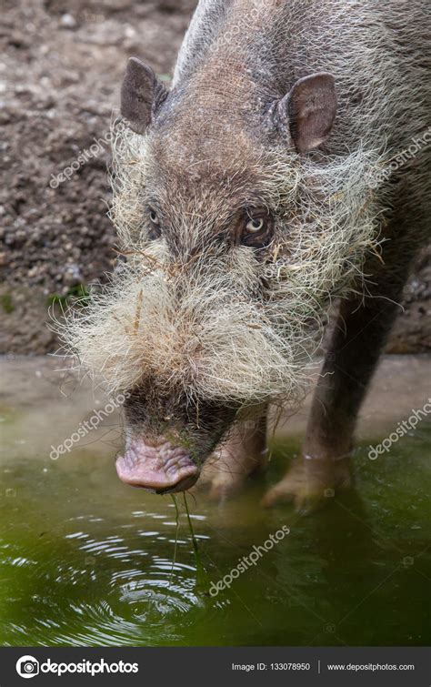 Bornean bearded pig (Sus barbatus) Stock Photo by ©wrangel 133078950