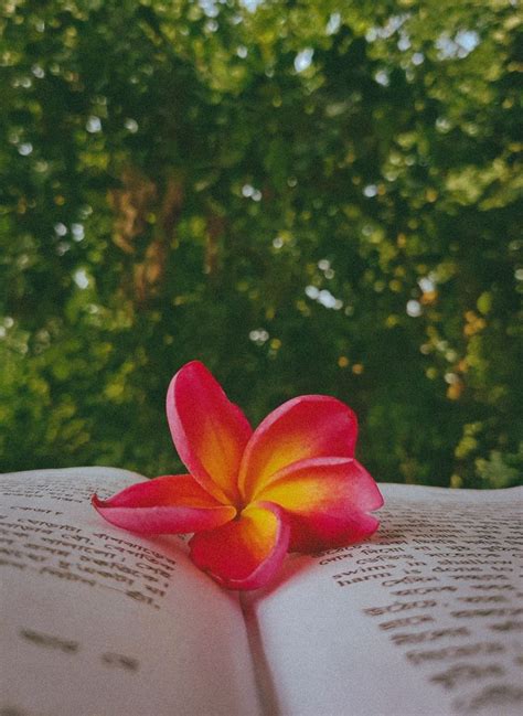 Aesthetic flower on the Book 🌼 ️ | Nature photography flowers, Flowers ...