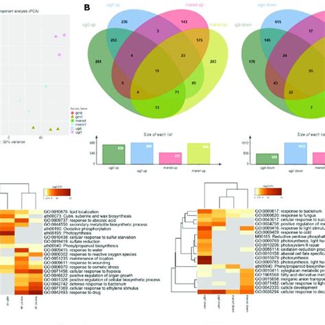 Global transcriptomic effects of microgravity and Mars gravity. (A ...