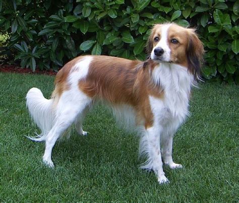 Musings of a Biologist and Dog Lover: Unusual Breed: Kooikerhondje