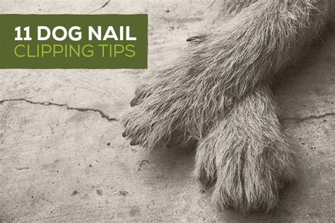 11 Dog Nail Clipping Tips