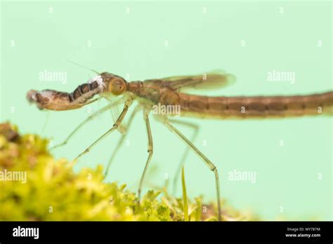 Spreadwing damselfly larvae Stock Photo - Alamy