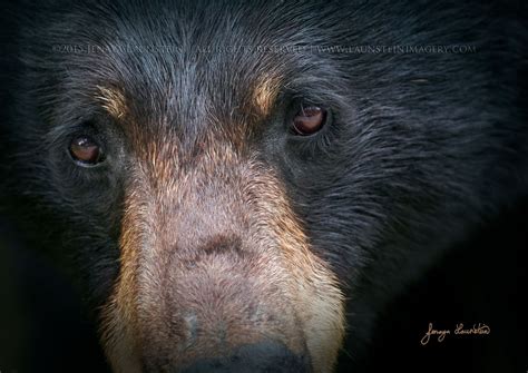 Greeting Card – Captivate (Black Bear) – Launstein Imagery | The Wildlife Photography of John ...