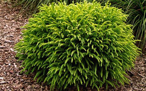 Buy Dwarf Global Japanese Cedar Cryptomeria Japonica Globosa Nana For Sale Online From Wilson ...