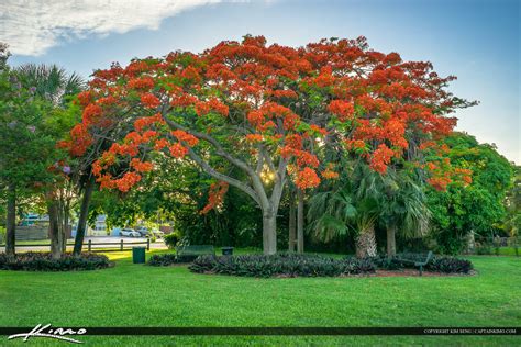 Royal Poinciana tree at Park Florida