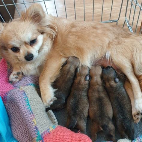 Beautiful Pomchi Puppies | in Eastleigh, Hampshire | Gumtree