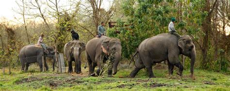 Nepal Wildlife Tour, Wildlife Adventure Tour in Nepal