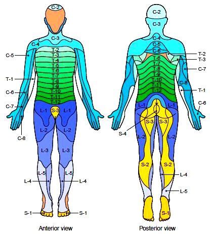 Human anatomy picture, Medical knowledge, Muscle anatomy