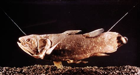 Coelacanth | Description, Habitat, Discovery, & Facts | Britannica