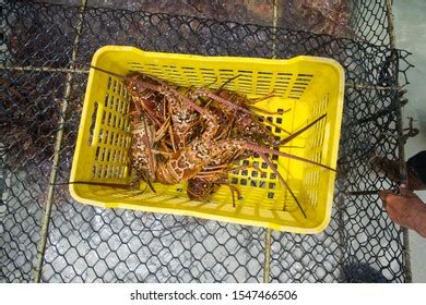 Lobster Season Caribbean Freshly Caught Spiny Stock Photo 1547466506 ...