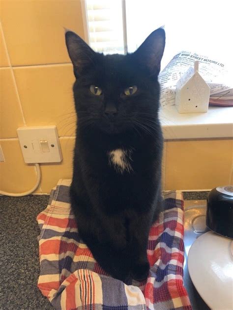 Black with little white chest cat 8 months old | in Needham Market, Suffolk | Gumtree