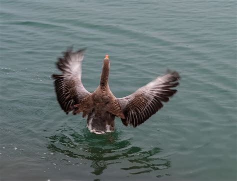 North American Greylag Geese