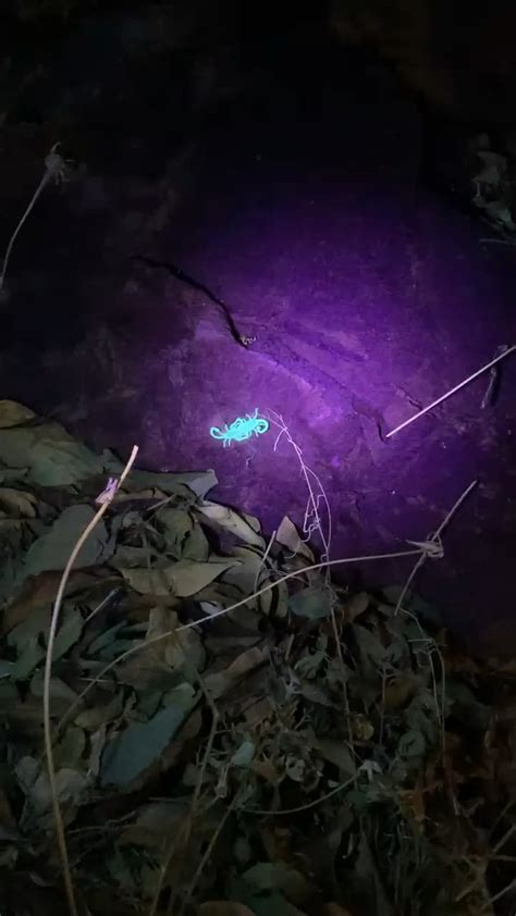 Scorpion Hunting with a Blacklight Flashlight : r/arizona