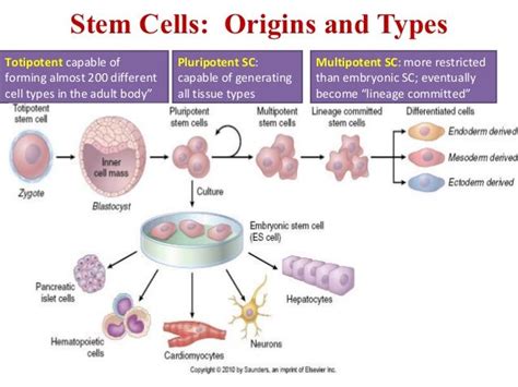 Stem Cells: Origins and Types | Stem Cells, Regenerative Medicine, & Tissue Engineering ...