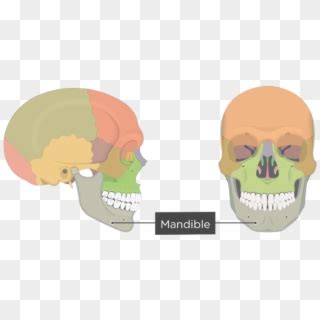 Mandible Bone - Overview - Colored - Skull Bone Markings, HD Png ...