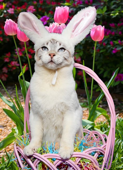 Easter Pet Safety - Billings Animal Family Hospital Blog