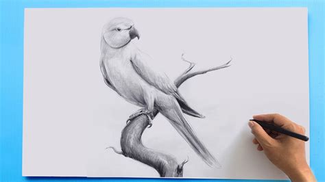 Incredible Compilation of 999+ Parrot Drawing Images - Stunning Collection of Parrot Drawings in ...