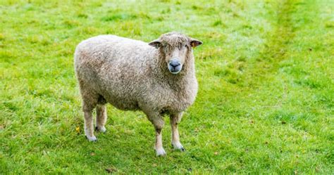 Wool Sheep Breeds List [Fine Wool & Long Wool Breeds of Sheep]