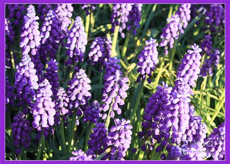 Purple Grape Hyacinth Photograph by Carol Groenen