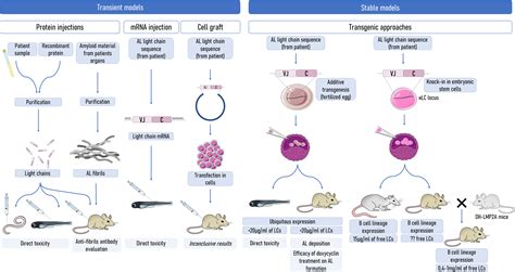 Frontiers | Understanding AL amyloidosis with a little help from in ...