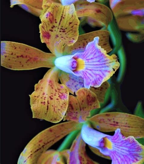 How Much do Orchids Cost? A Guide to Buying Orchids - GFL Outdoors