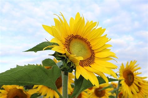 Il Girasole: proprietà e benefici - Bald Mountain Science