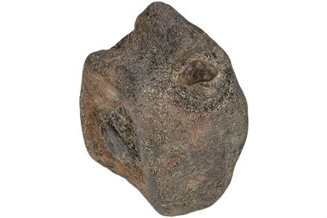 4.1" Fossil Iguanodon (Mantellisaurus) Vertebra - England (#206488) For ...