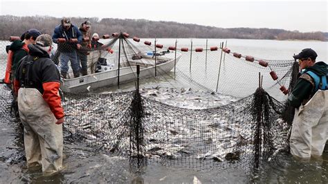 Photos: Capturing the Invasive Asian Carp in the Illinois River | Chicago News | WTTW