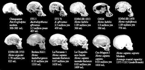 Brain size of the prehistoric humans | Short history website