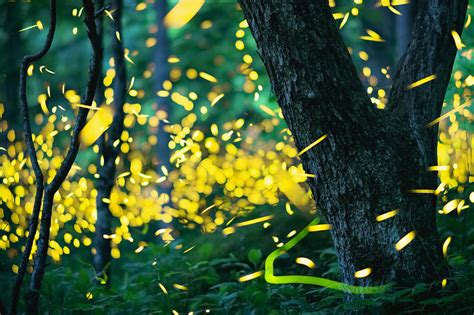 Photographing Synchronous Fireflies – Nature Photo Studios