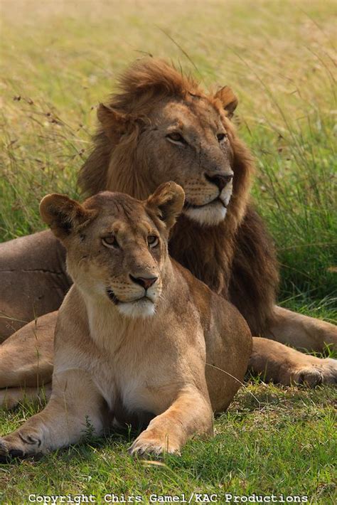 1000+ images about lions on Pinterest