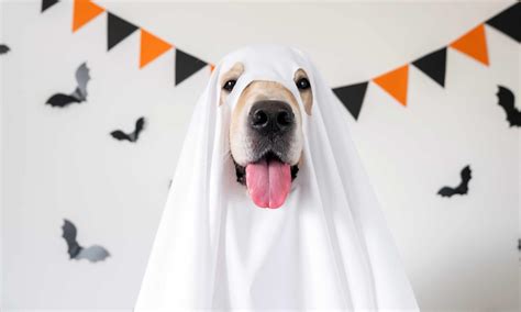 15 DIY Dog Costumes So Easy to Make It’s Scary | BeChewy