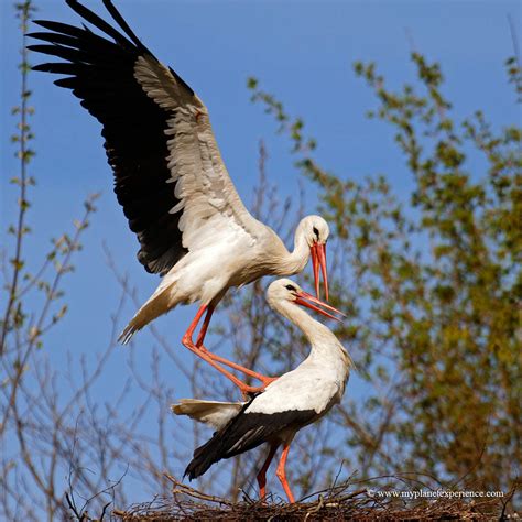 White Storks | In many parts of Europe the White stork is an… | Flickr