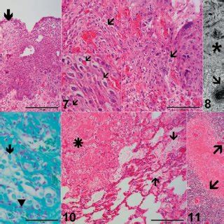 (PDF) [Cowpox virus infection in an alpaca (Vicugna pacos) - clinical ...