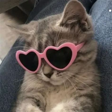 Cute Cat with Heart-Shaped Glasses