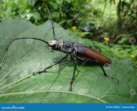 Callipogon Sp. a Polyphagous Coleopteran from Coffee Plantations Stock Photo - Image of species ...