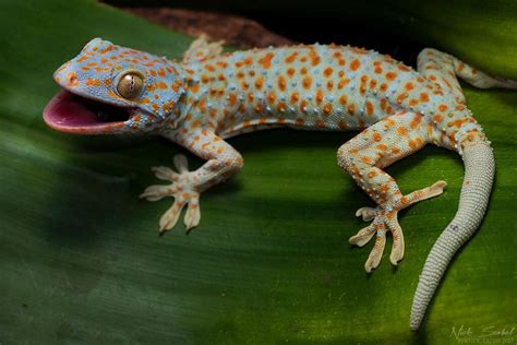 Amazing Types of Geckos and Its Care Guide | Pets Nurturing