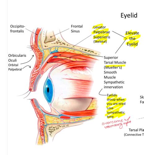 Histology of the Eye Flashcards | Quizlet