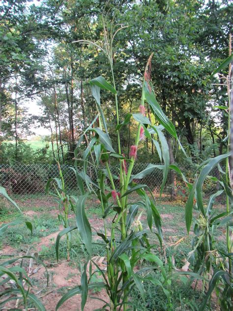 Teosinte and corn - worth crossing? - Cereal Grains - Going to Seed