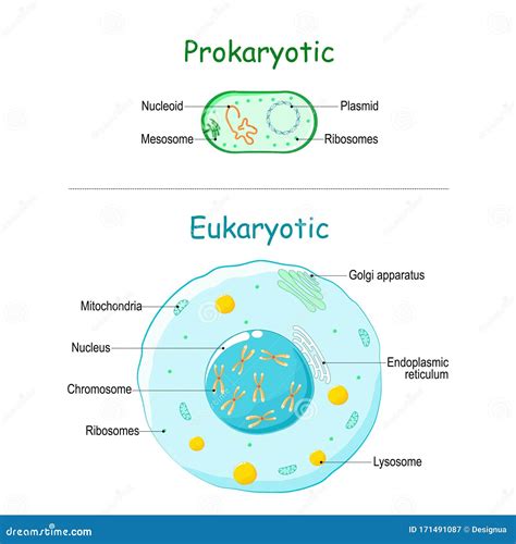 Prokaryotic Vs Eukaryotic Cells Venn Diagram