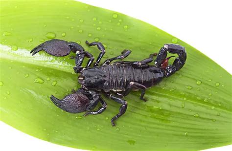 Scorpion - Description, Habitat, Image, Diet, and Interesting Facts