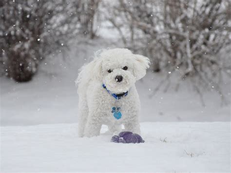 Cute Puppy Dogs: Cute bichon frise puppies