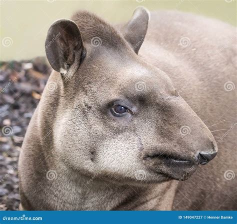 Close Up View of a Lowland Tapir Stock Image - Image of argentina ...