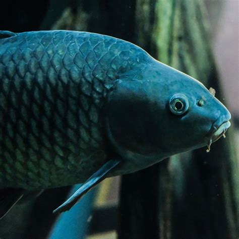 Common Carp - Georgia Aquarium