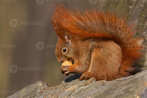 Red squirrel (Sciurus vulgaris) eating walnuts 840106 Stock Photo at ...